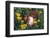 Tan Piglet Mixed-Breed Piglet Lying Among Dandelions, Freeport, Illinois, USA-Lynn M^ Stone-Framed Photographic Print