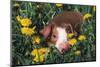 Tan Piglet Mixed-Breed Piglet Lying Among Dandelions, Freeport, Illinois, USA-Lynn M^ Stone-Mounted Photographic Print