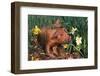 Tan Piglet Sniffing Daffodils in Spring, Freport, Illinois, USA-Lynn M^ Stone-Framed Photographic Print