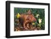 Tan Piglet Sniffing Daffodils in Spring, Freport, Illinois, USA-Lynn M^ Stone-Framed Photographic Print