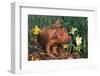 Tan Piglet Sniffing Daffodils in Spring, Freport, Illinois, USA-Lynn M^ Stone-Framed Photographic Print