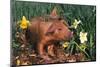 Tan Piglet Sniffing Daffodils in Spring, Freport, Illinois, USA-Lynn M^ Stone-Mounted Photographic Print