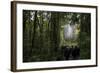 Tane Mahuta, Giant Kauri Tree in Waipoua Rainforest, North Island, New Zealand-David Noyes-Framed Photographic Print