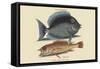 Tang and Yellow Fish-Mark Catesby-Framed Stretched Canvas