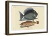 Tang and Yellow Fish-Mark Catesby-Framed Art Print