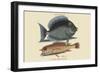 Tang and Yellow Fish-Mark Catesby-Framed Art Print