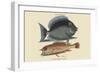 Tang and Yellow Fish-Mark Catesby-Framed Art Print