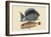 Tang and Yellow Fish-Mark Catesby-Framed Art Print