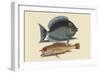 Tang and Yellow Fish-Mark Catesby-Framed Art Print