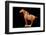 Tang Dynasty Sancai Glazed Horse-null-Framed Photographic Print