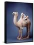 Tang Dynasty Sculpture of Camel and Rider-null-Framed Stretched Canvas