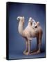 Tang Dynasty Sculpture of Camel and Rider-null-Framed Stretched Canvas