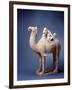 Tang Dynasty Sculpture of Camel and Rider-null-Framed Photographic Print