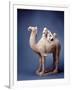 Tang Dynasty Sculpture of Camel and Rider-null-Framed Photographic Print