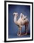 Tang Dynasty Sculpture of Camel and Rider-null-Framed Photographic Print