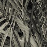 Bamboo Study II-Tang Ling-Photographic Print