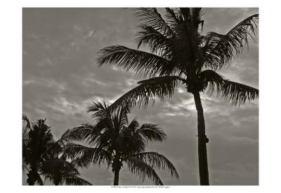 Palms at Night IV