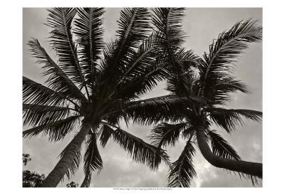 Palms at Night V