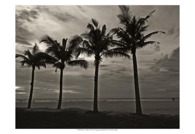 Palms at Night VI