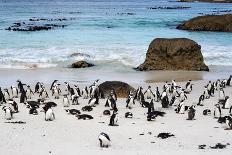 African Penguins on Boulders Beach-tang90246-Mounted Photographic Print