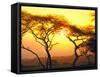 Tanganyika Thorn Trees with Brilliant Sunset in Background at Serengeti National Park-Loomis Dean-Framed Stretched Canvas