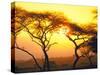 Tanganyika Thorn Trees with Brilliant Sunset in Background at Serengeti National Park-Loomis Dean-Stretched Canvas