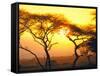 Tanganyika Thorn Trees with Brilliant Sunset in Background at Serengeti National Park-Loomis Dean-Framed Stretched Canvas