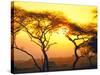 Tanganyika Thorn Trees with Brilliant Sunset in Background at Serengeti National Park-Loomis Dean-Stretched Canvas