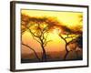 Tanganyika Thorn Trees with Brilliant Sunset in Background at Serengeti National Park-Loomis Dean-Framed Photographic Print