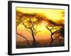 Tanganyika Thorn Trees with Brilliant Sunset in Background at Serengeti National Park-Loomis Dean-Framed Photographic Print