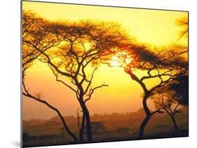 Tanganyika Thorn Trees with Brilliant Sunset in Background at Serengeti National Park-Loomis Dean-Mounted Photographic Print