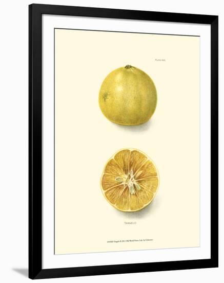 Tangelo-null-Framed Art Print