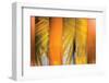 Tangerine and Cream-Andrew Michaels-Framed Photographic Print