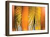 Tangerine and Cream-Andrew Michaels-Framed Photographic Print