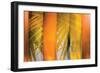 Tangerine and Cream-Andrew Michaels-Framed Photographic Print