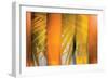 Tangerine and Cream-Andrew Michaels-Framed Photographic Print