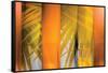 Tangerine and Cream-Andrew Michaels-Framed Stretched Canvas