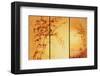 Tangerine Dawn-Fai Ryble-Framed Art Print