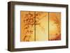 Tangerine Dawn-Fai Ryble-Framed Art Print