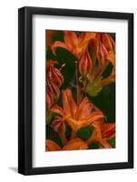 Tangerine Delight Azalea flowers in Northeast Harbor, Maine, USA-Chuck Haney-Framed Photographic Print