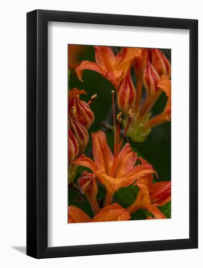 Tangerine Delight Azalea flowers in Northeast Harbor, Maine, USA-Chuck Haney-Framed Photographic Print