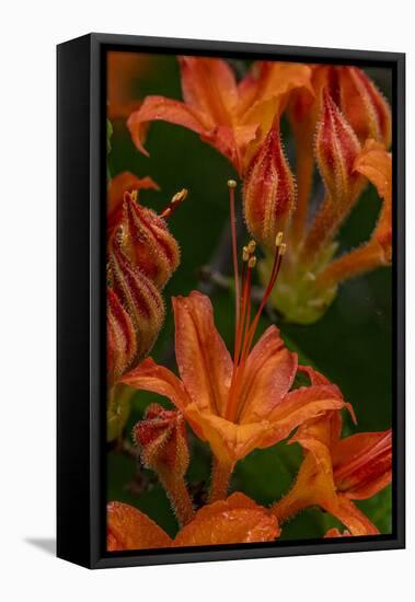 Tangerine Delight Azalea flowers in Northeast Harbor, Maine, USA-Chuck Haney-Framed Stretched Canvas