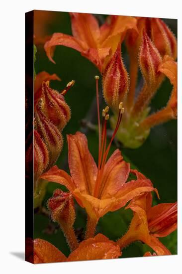 Tangerine Delight Azalea flowers in Northeast Harbor, Maine, USA-Chuck Haney-Stretched Canvas