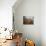 Tangerine Dream-Leah Saulnier-Giclee Print displayed on a wall