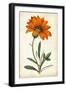 Tangerine Floral I-Curtis-Framed Art Print