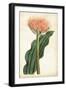 Tangerine Floral III-Curtis-Framed Art Print