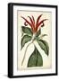 Tangerine Floral IV-Curtis-Framed Art Print