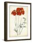 Tangerine Floral V-Curtis-Framed Art Print