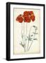 Tangerine Floral V-Curtis-Framed Art Print