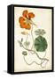 Tangerine Floral VI-Curtis-Framed Stretched Canvas